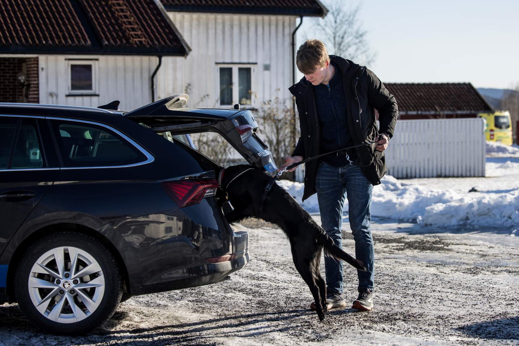 Mann som hjelper en hund inn i en bil