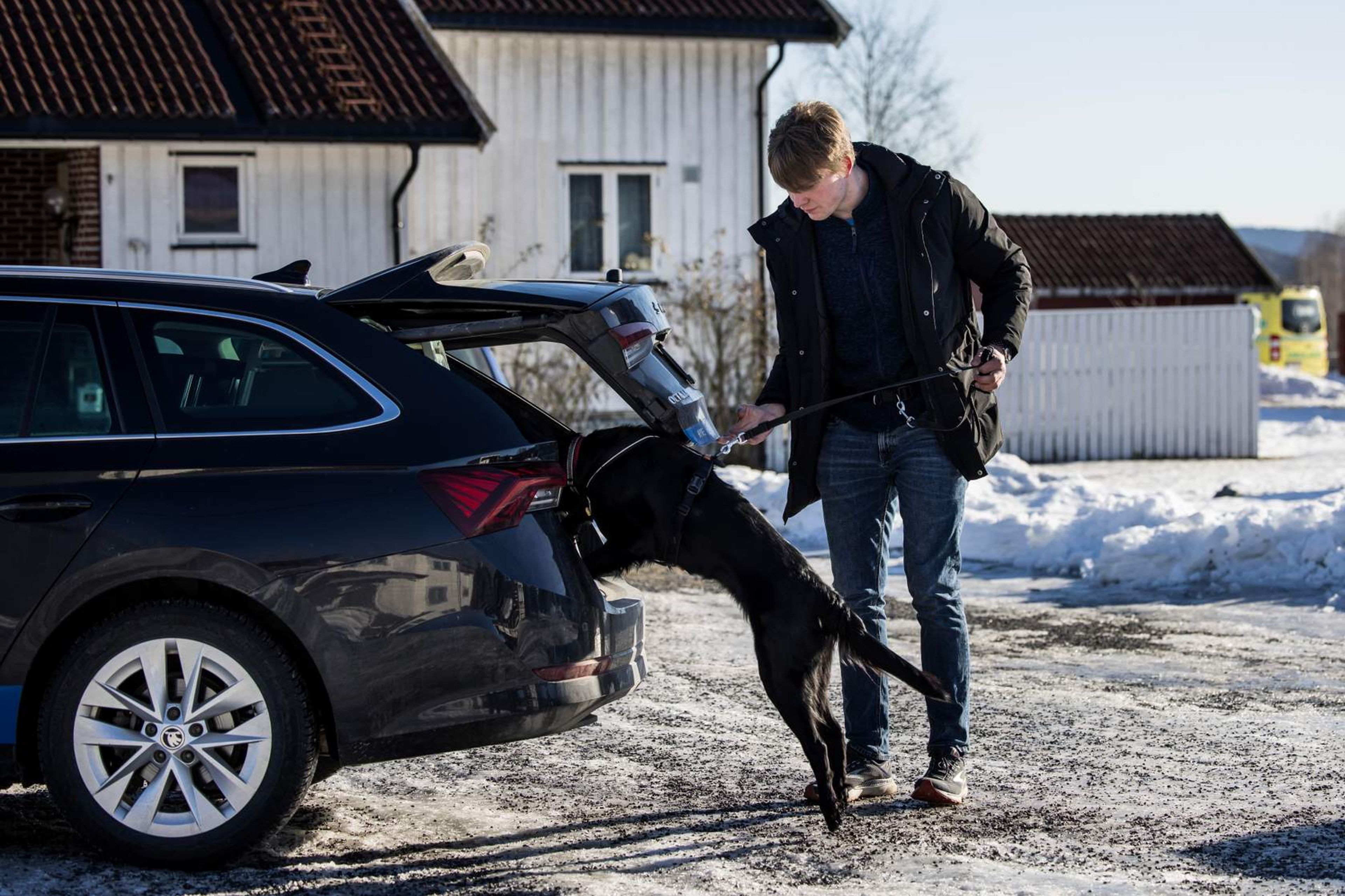 Mann som hjelper en hund inn i en bil