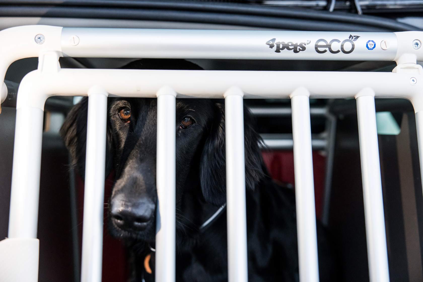 Hund som stikker snuten ut av et bur