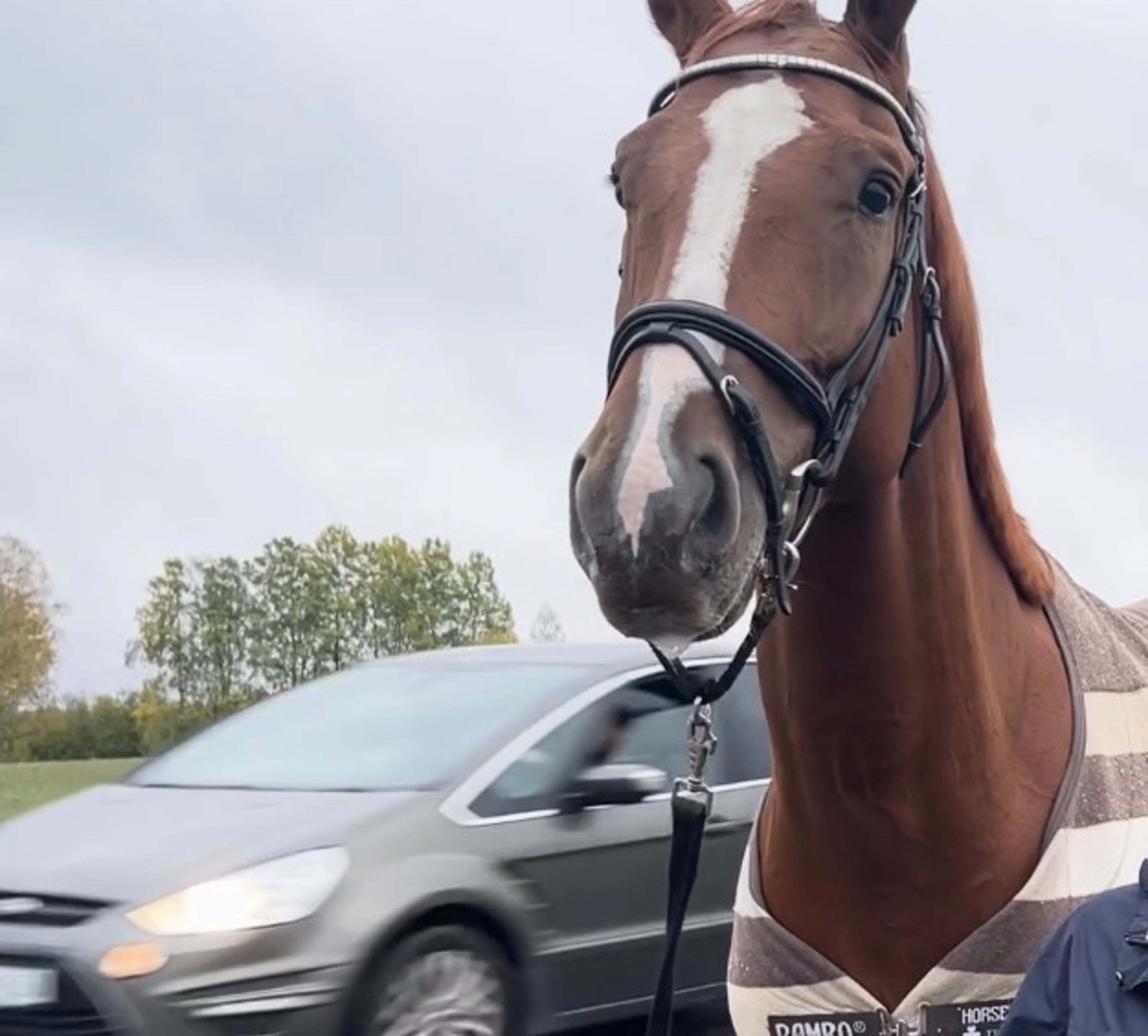 Hest ved vei