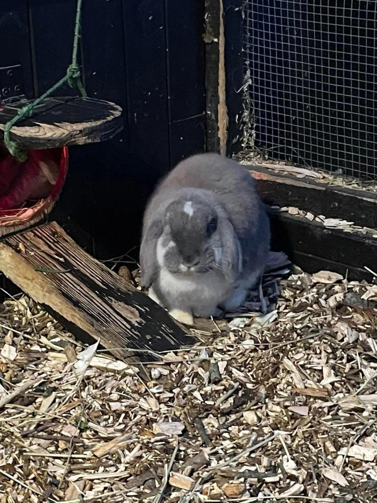 Bergvang gård kanin.jpg