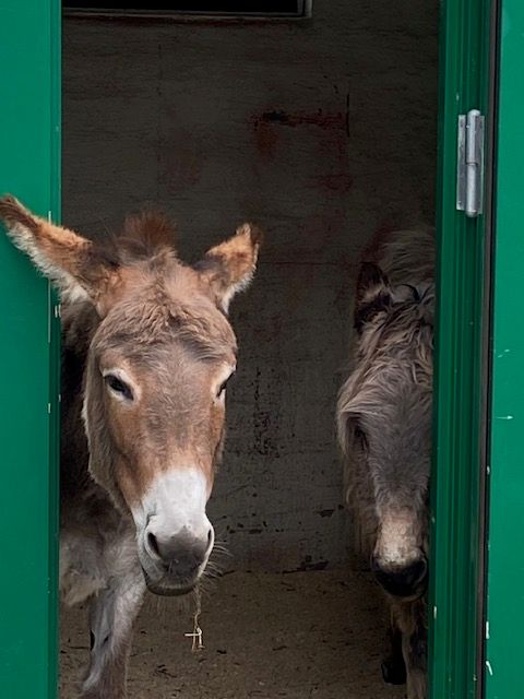 Esel i døra 2.jpg