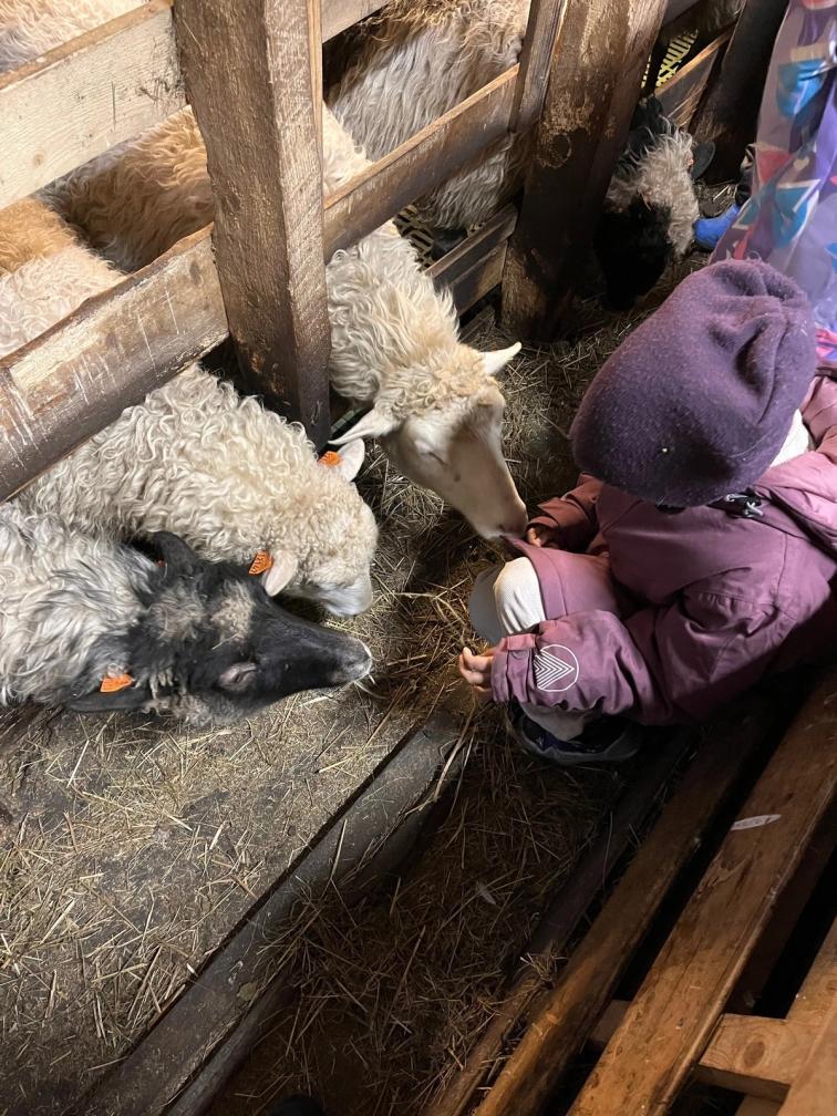 gårdsbesøk mate sau.jpg