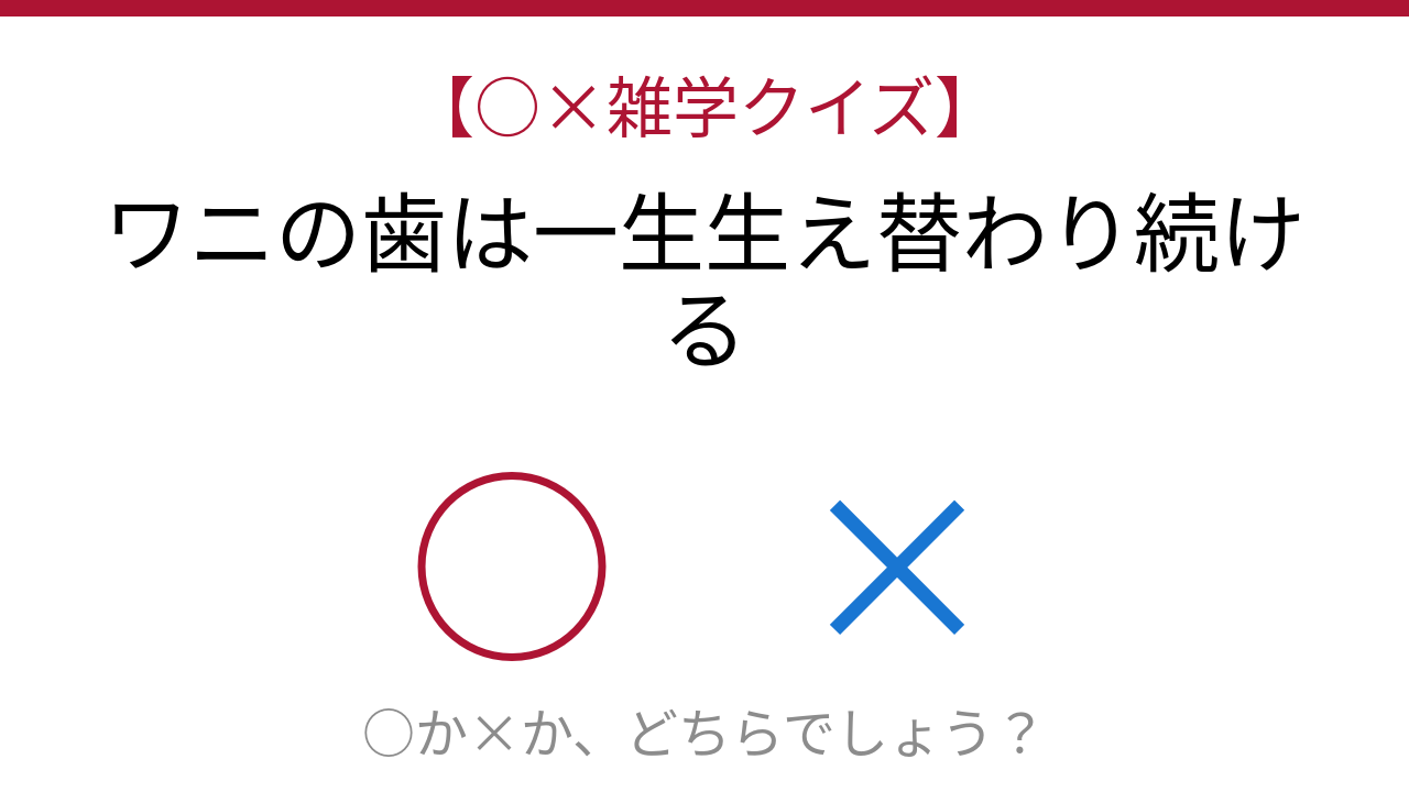 【○×雑学クイズ】これ本当？ワニの歯に隠された驚きの秘密の問題イメージ