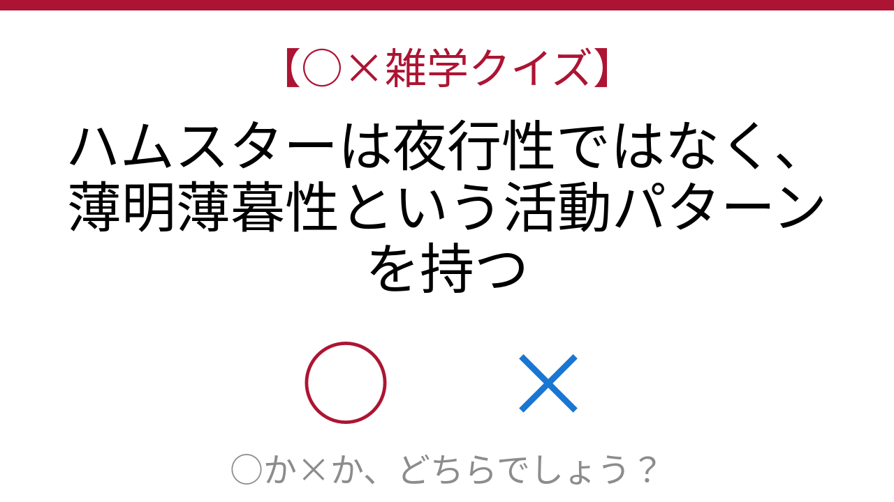 【○×雑学クイズ】これ本当？ハムスターの意外な生活リズム