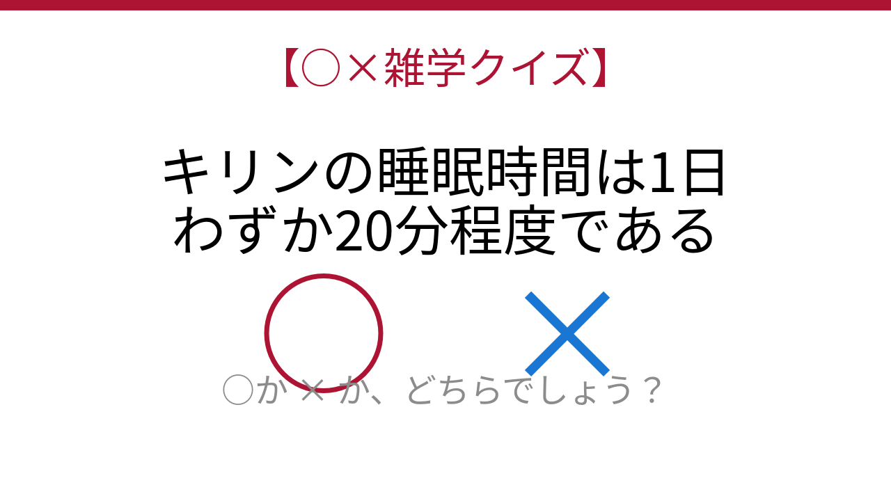 【○×雑学クイズ】まさか！動物界の究極のショートスリーパーとは？の問題イメージ