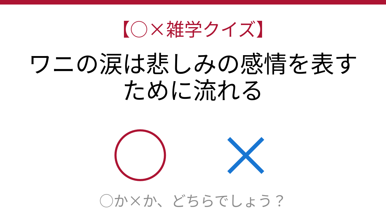 【○×雑学クイズ】これ本当？ワニの涙に隠された真実の問題イメージ