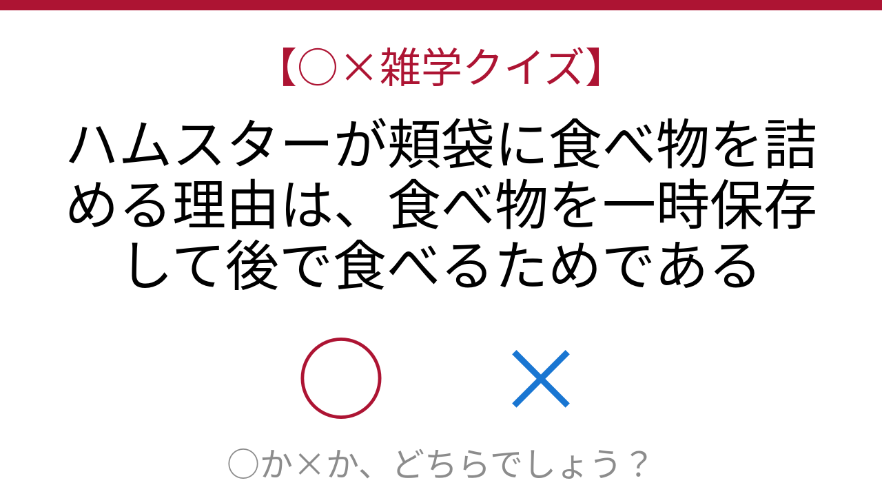 【○×雑学クイズ】これ本当？ハムスターの頬袋の秘密