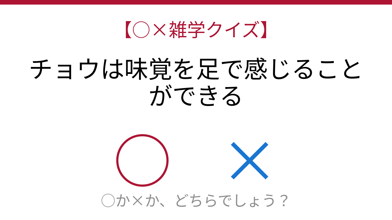 【○×雑学クイズ】これ本当？チョウの意外な感覚能力