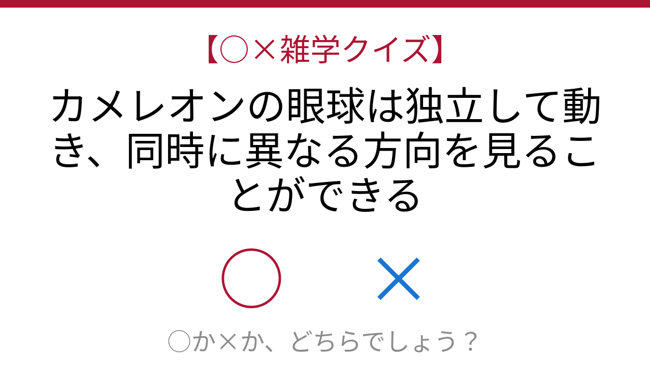 【○×雑学クイズ】これ本当？カメレオンの超人的な視力の秘密