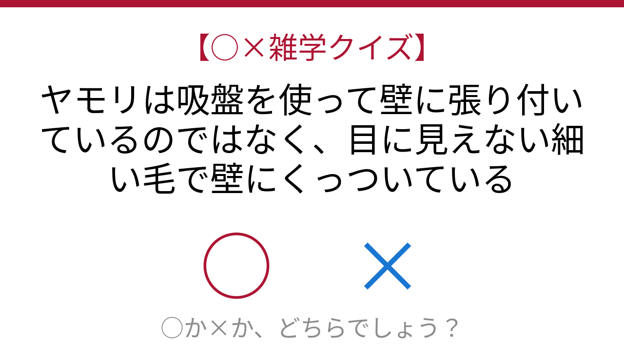 【○×雑学クイズ】これ本当？ヤモリの驚異の秘密