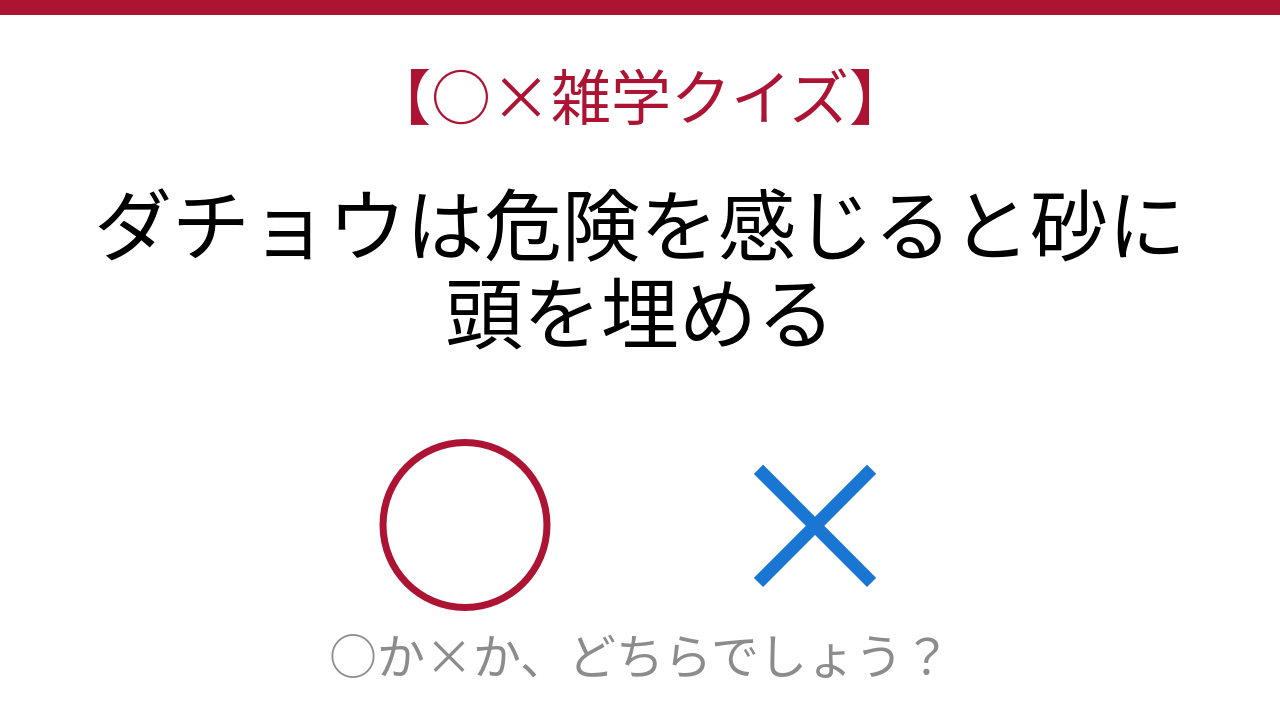 【○×雑学クイズ】これ本当？ダチョウの都市伝説を検証！