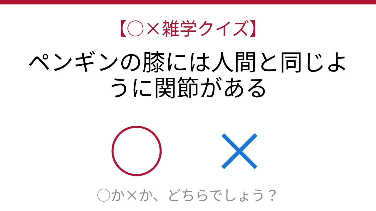 【○×雑学クイズ】これ本当？ペンギンの隠された秘密の問題イメージ