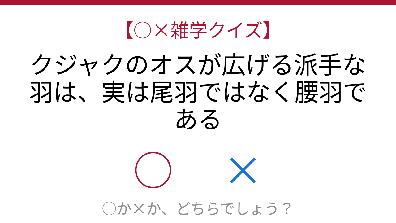 【○×雑学クイズ】これ本当？クジャクの美しさの秘密