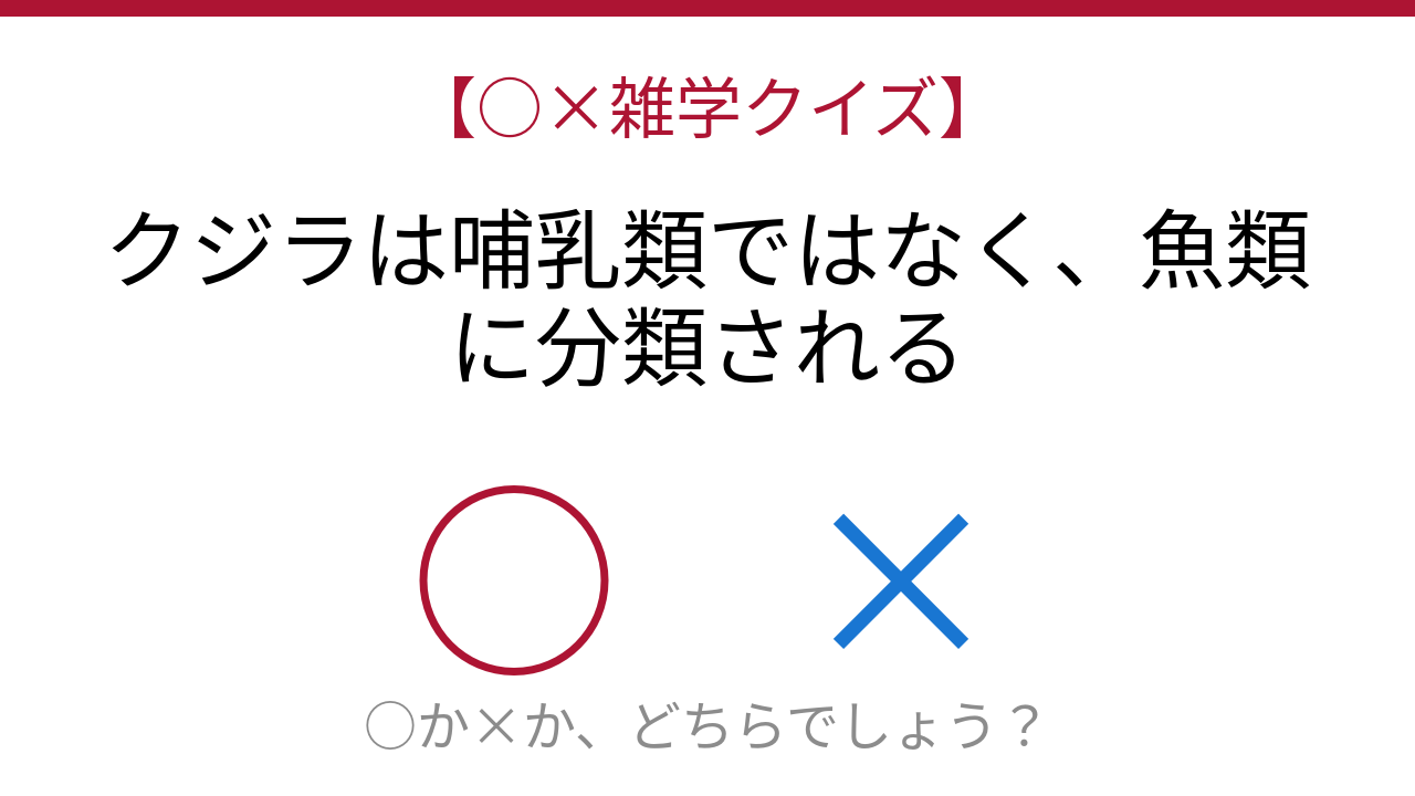 【○×雑学クイズ】これ本当？クジラの正体に迫る！