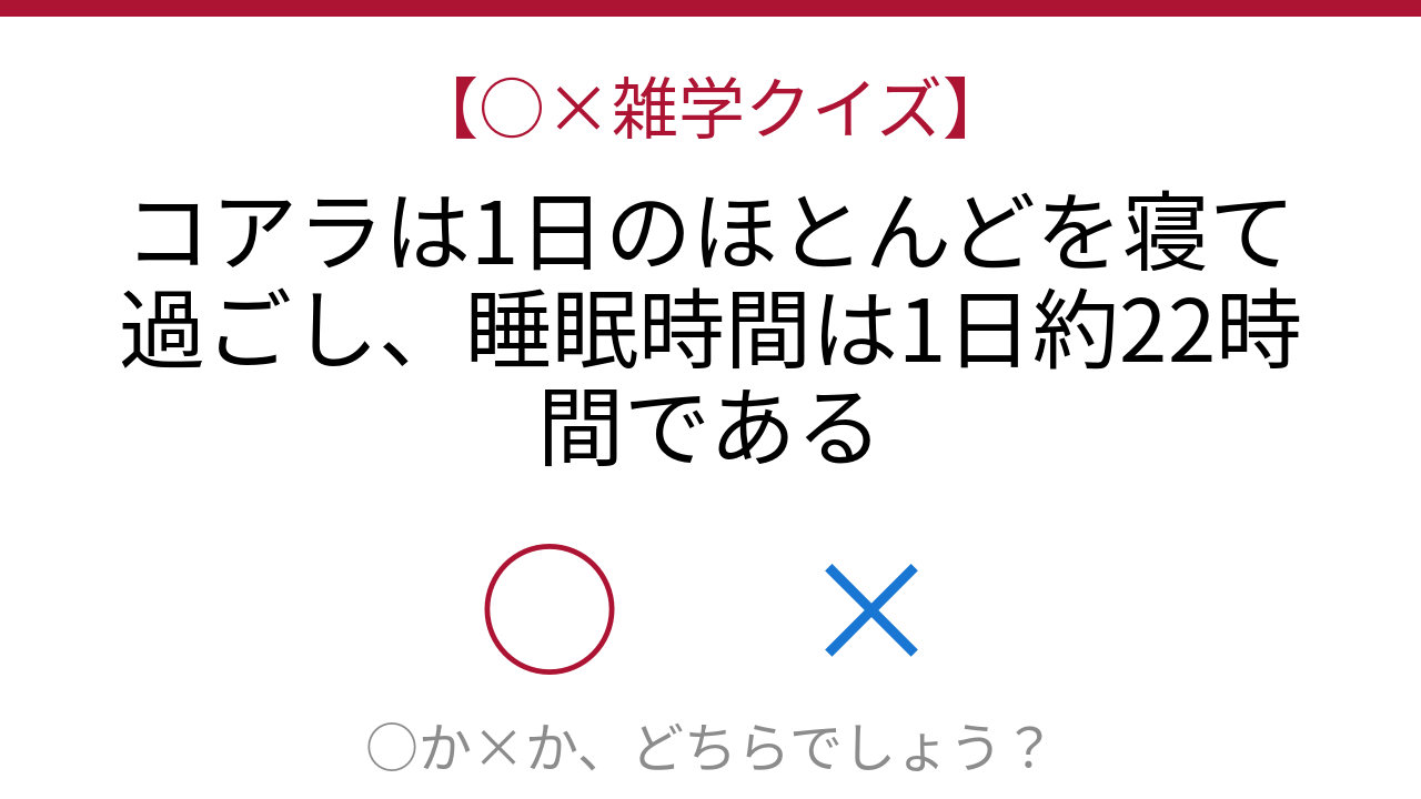 【○×雑学クイズ】これ本当?コアラの驚くべき睡眠生活