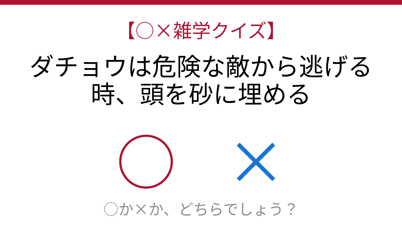 【○×雑学クイズ】これ本当？ダチョウの都市伝説を検証！