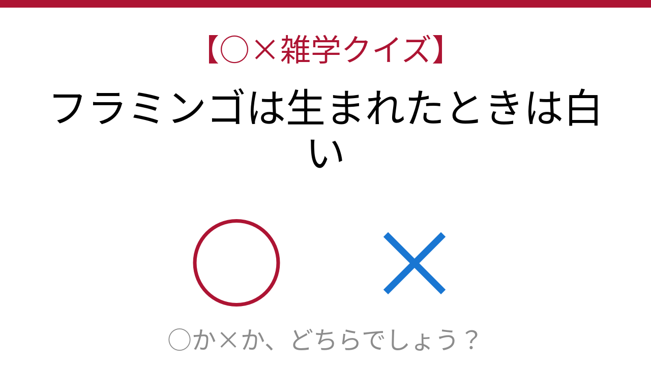 【○×雑学クイズ】まさか！あのピンク色の鳥の衝撃の真実とは？の問題イメージ