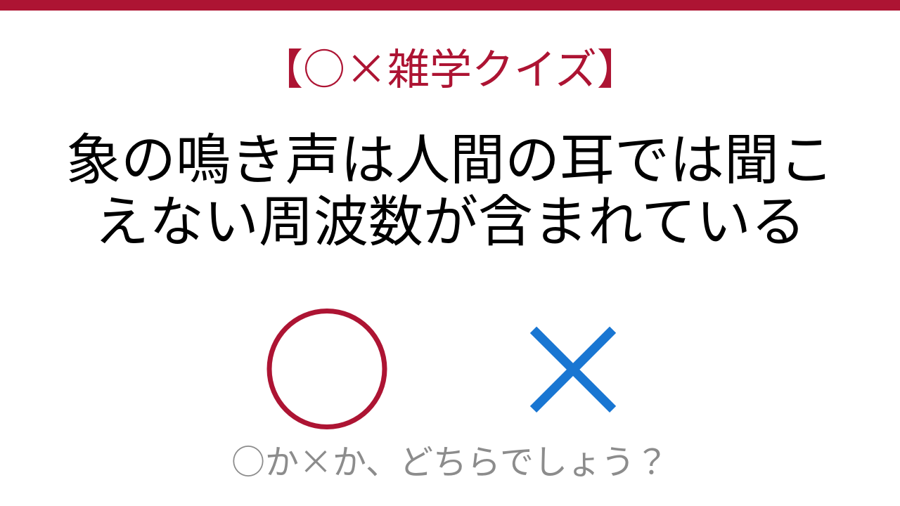 【○×雑学クイズ】これ本当？象の秘密の会話