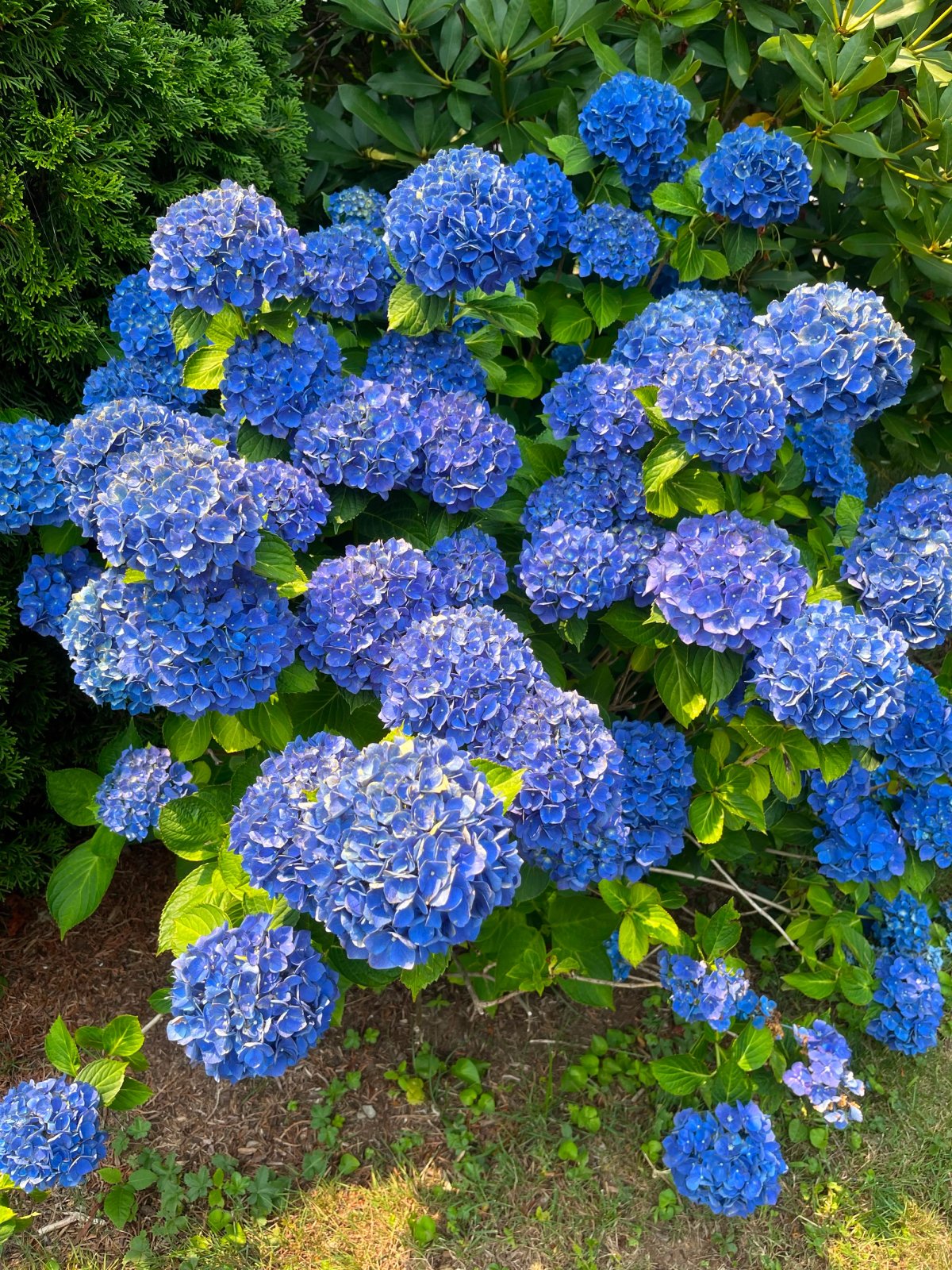 Blue Hydrangeas in Full Bloom