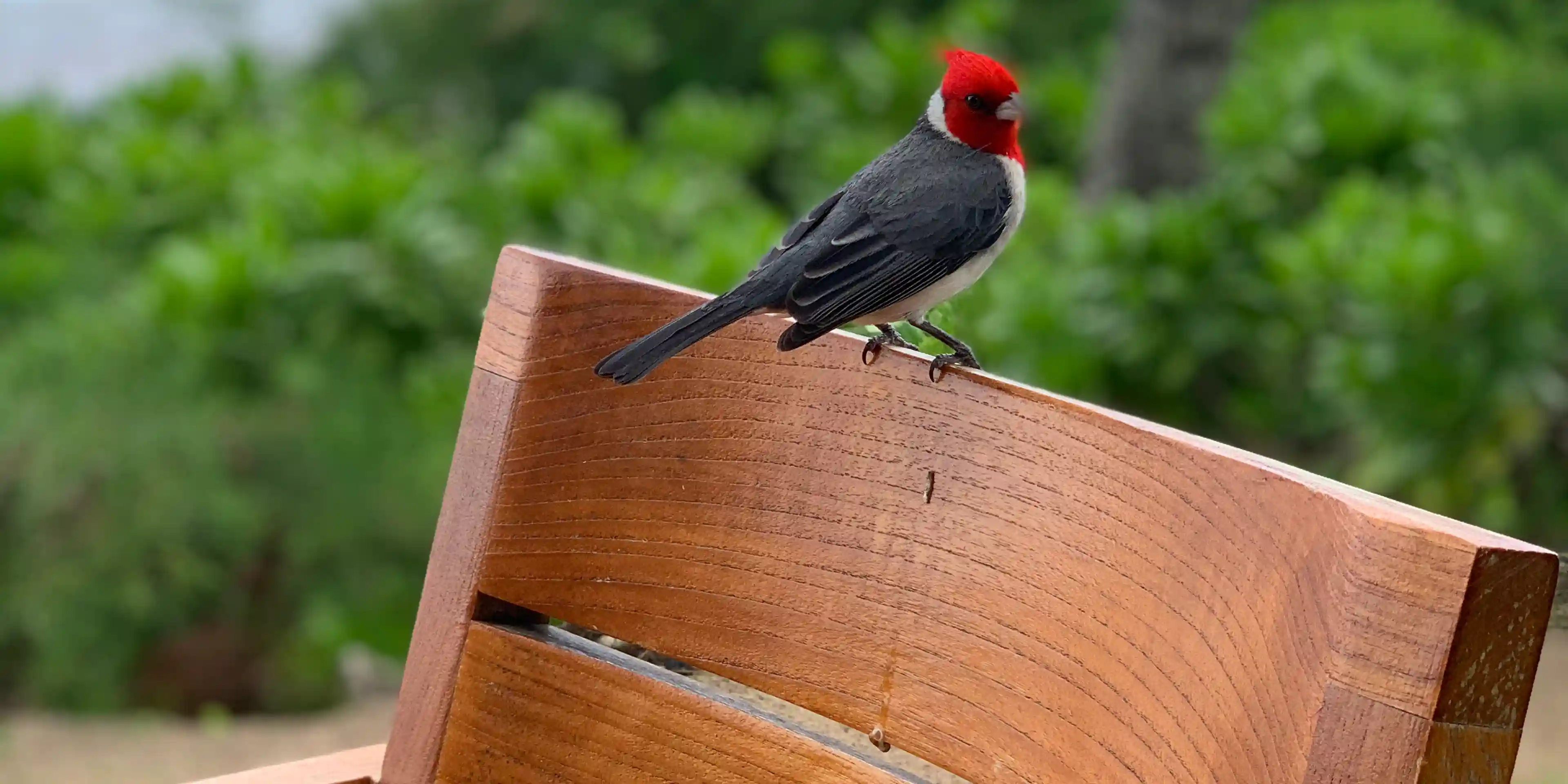 Bird perched atop a chair with the beach in the background