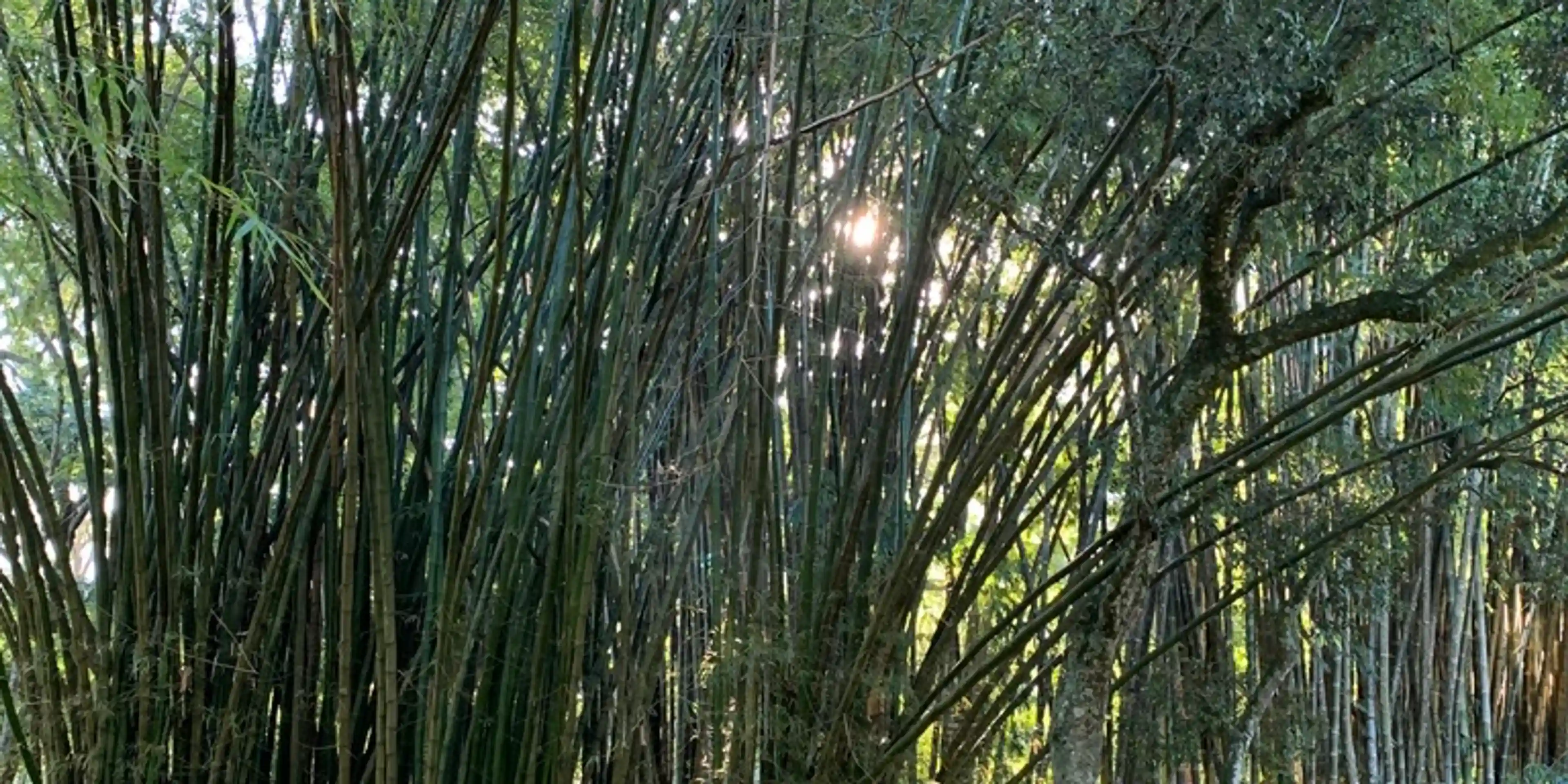 Fork in the road - Jardim Botânico/Botanical Garden