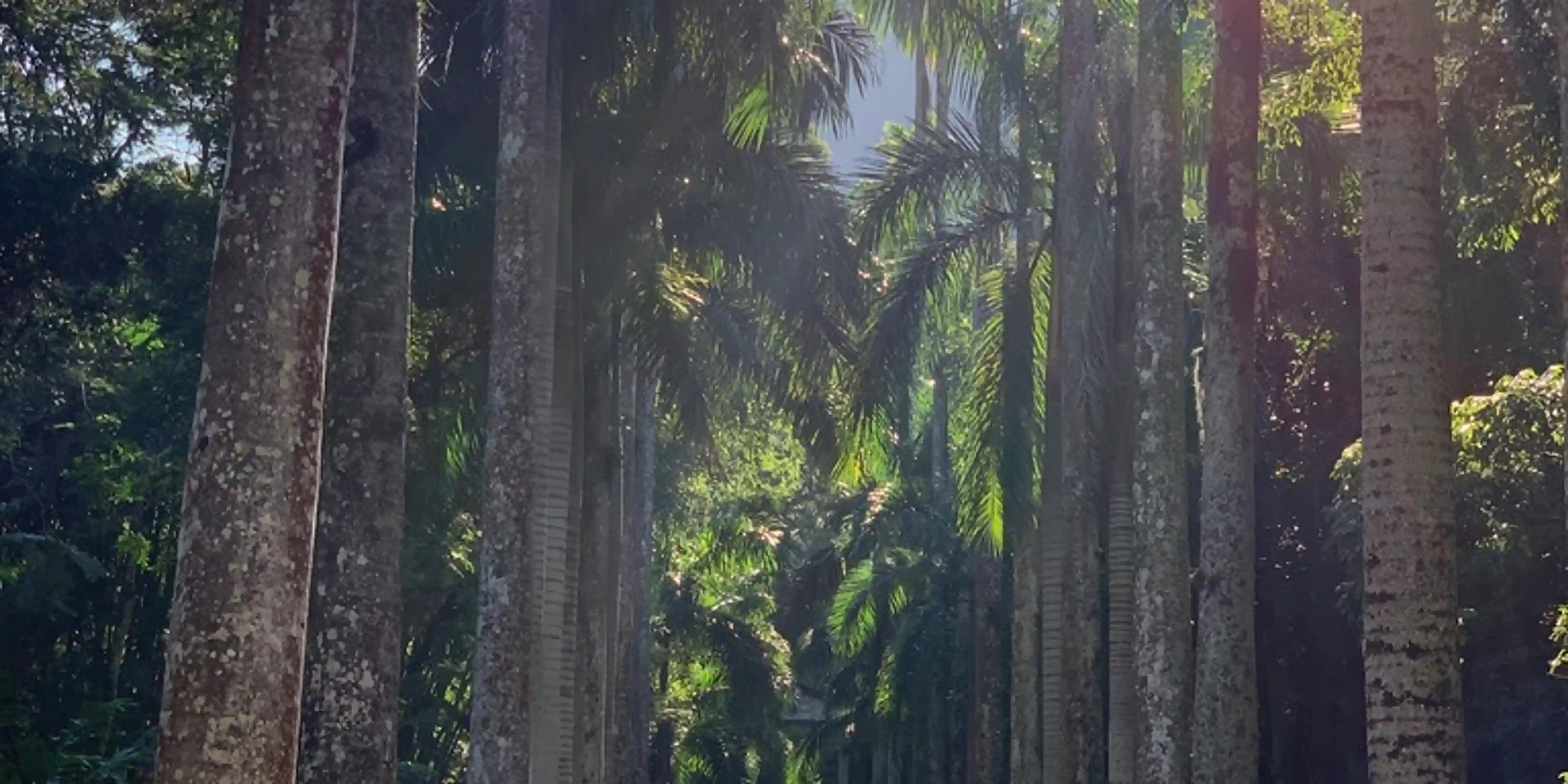Tall palm tree-lined trail, Jardim Botânico/Botanical Garden