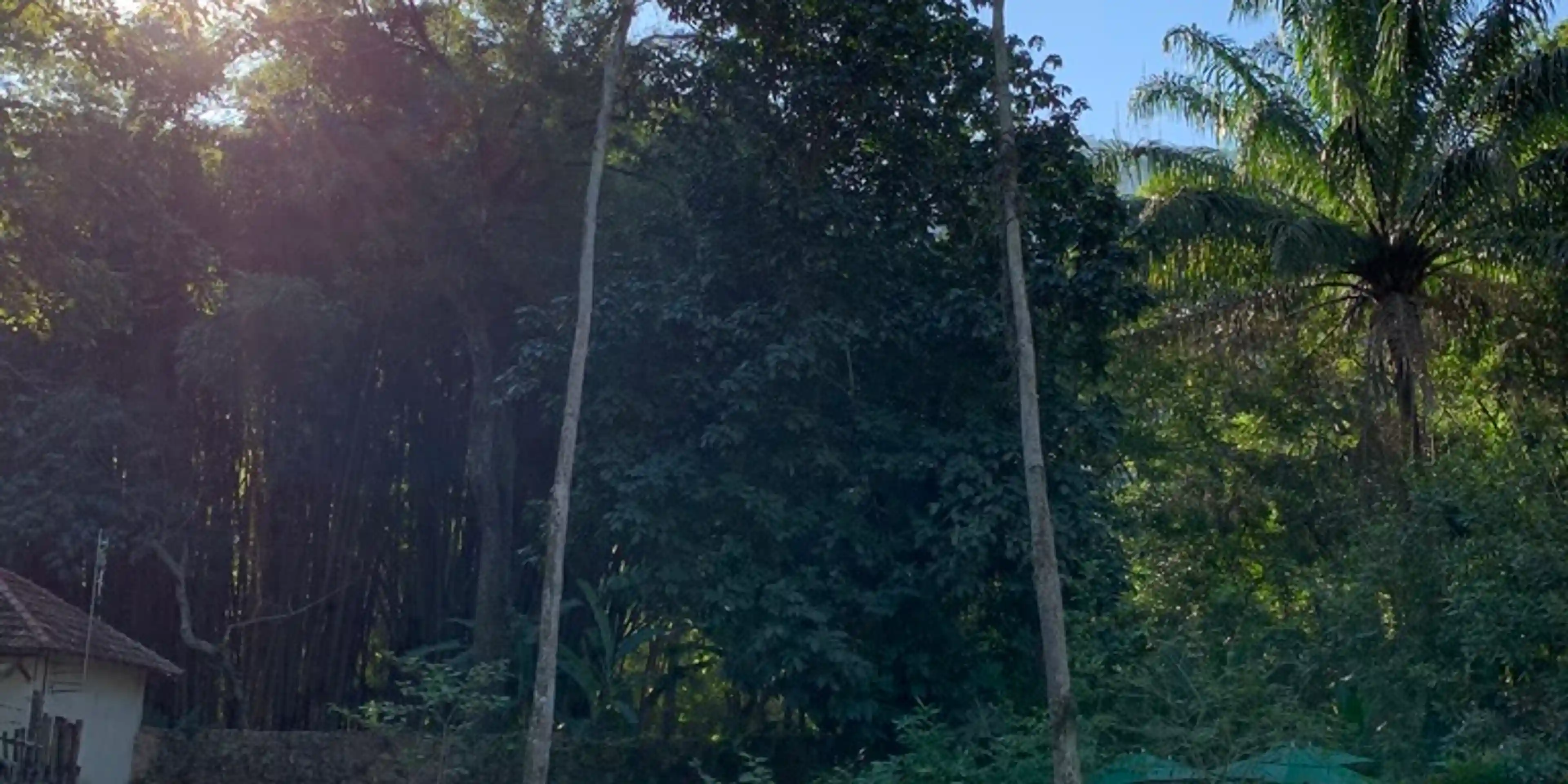 Fountain backed by tall palm trees in Jardim Botanico