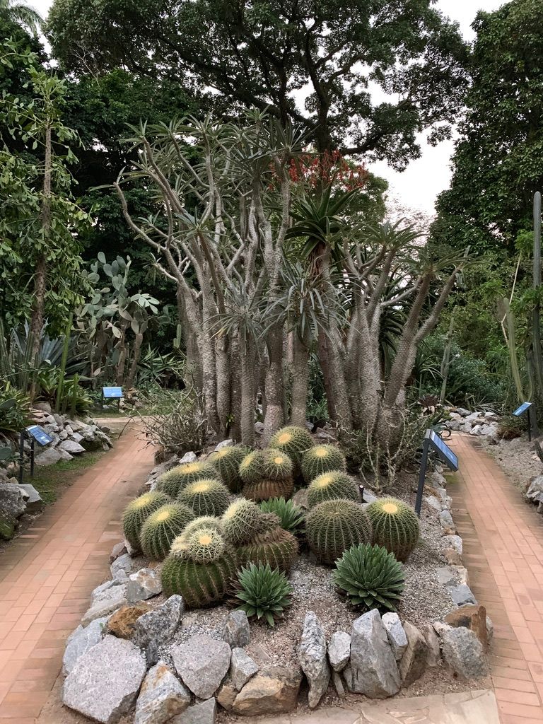 More cacti in Jardim Botânico/Botanical Garden