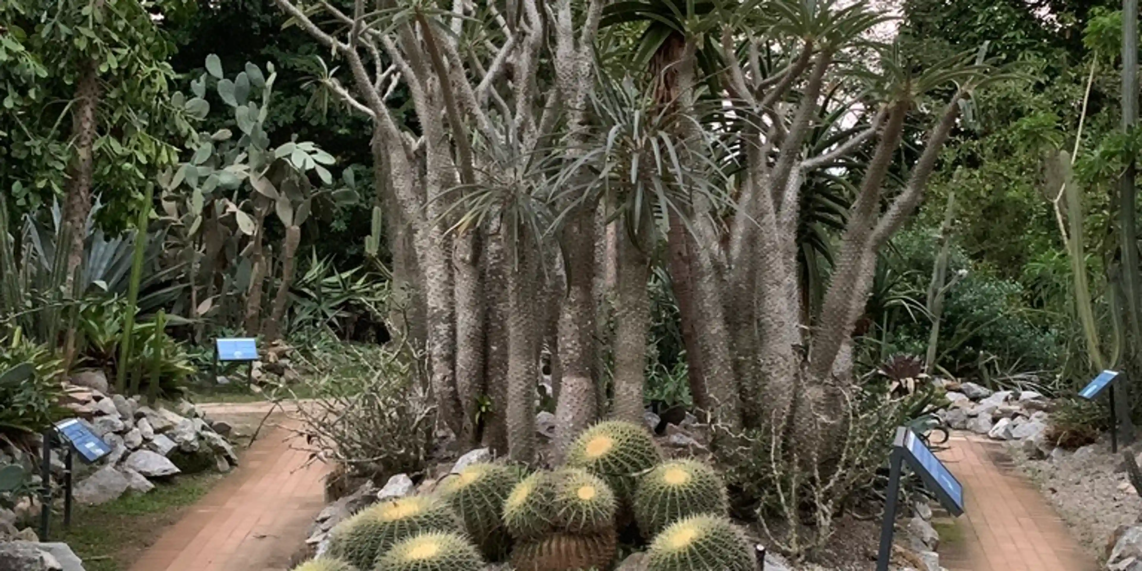 More cacti in Jardim Botânico/Botanical Garden