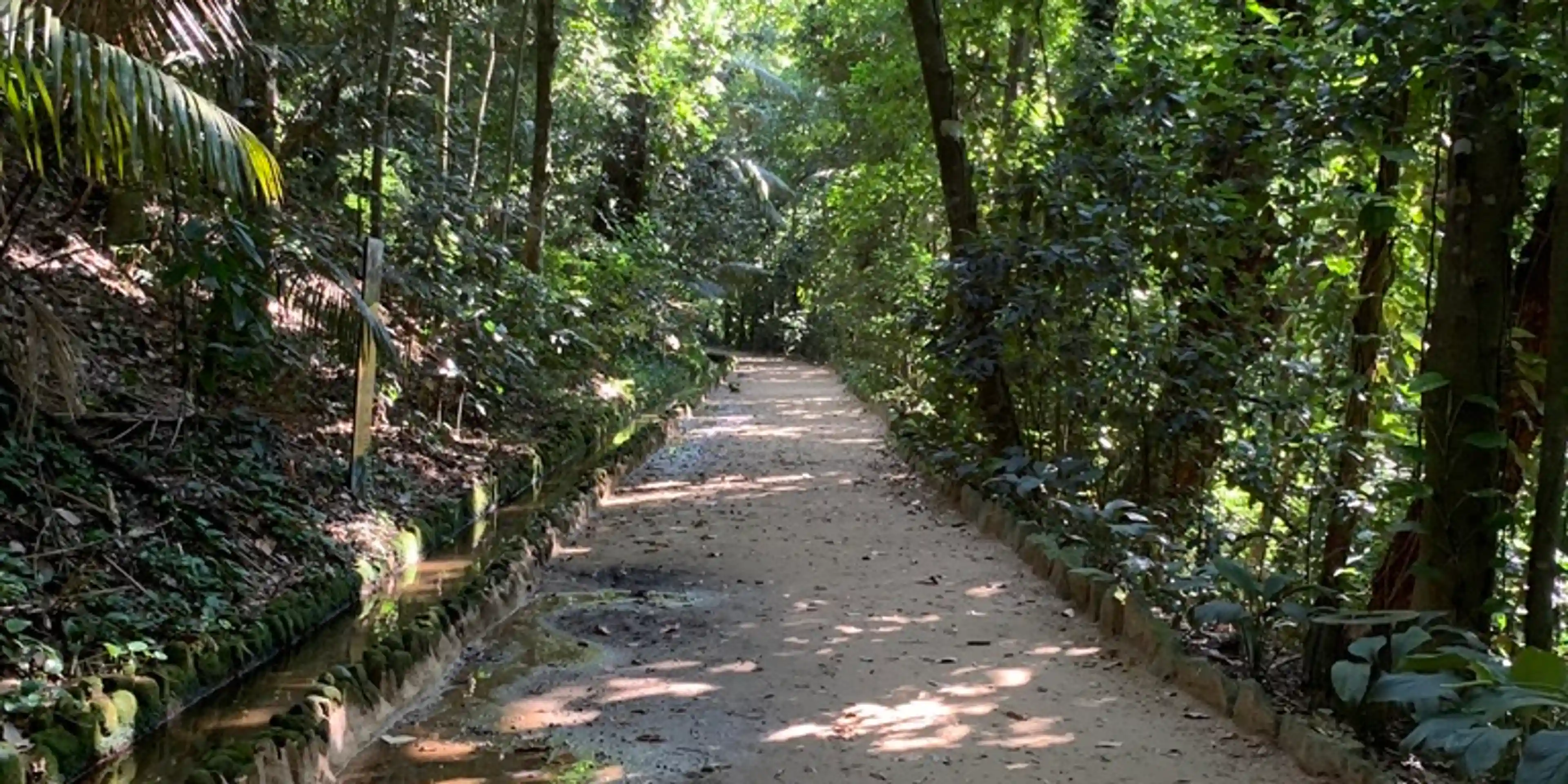 Tree-lined trail in Floresta da Tijuca - Jardim Botânico/Botanical Garden