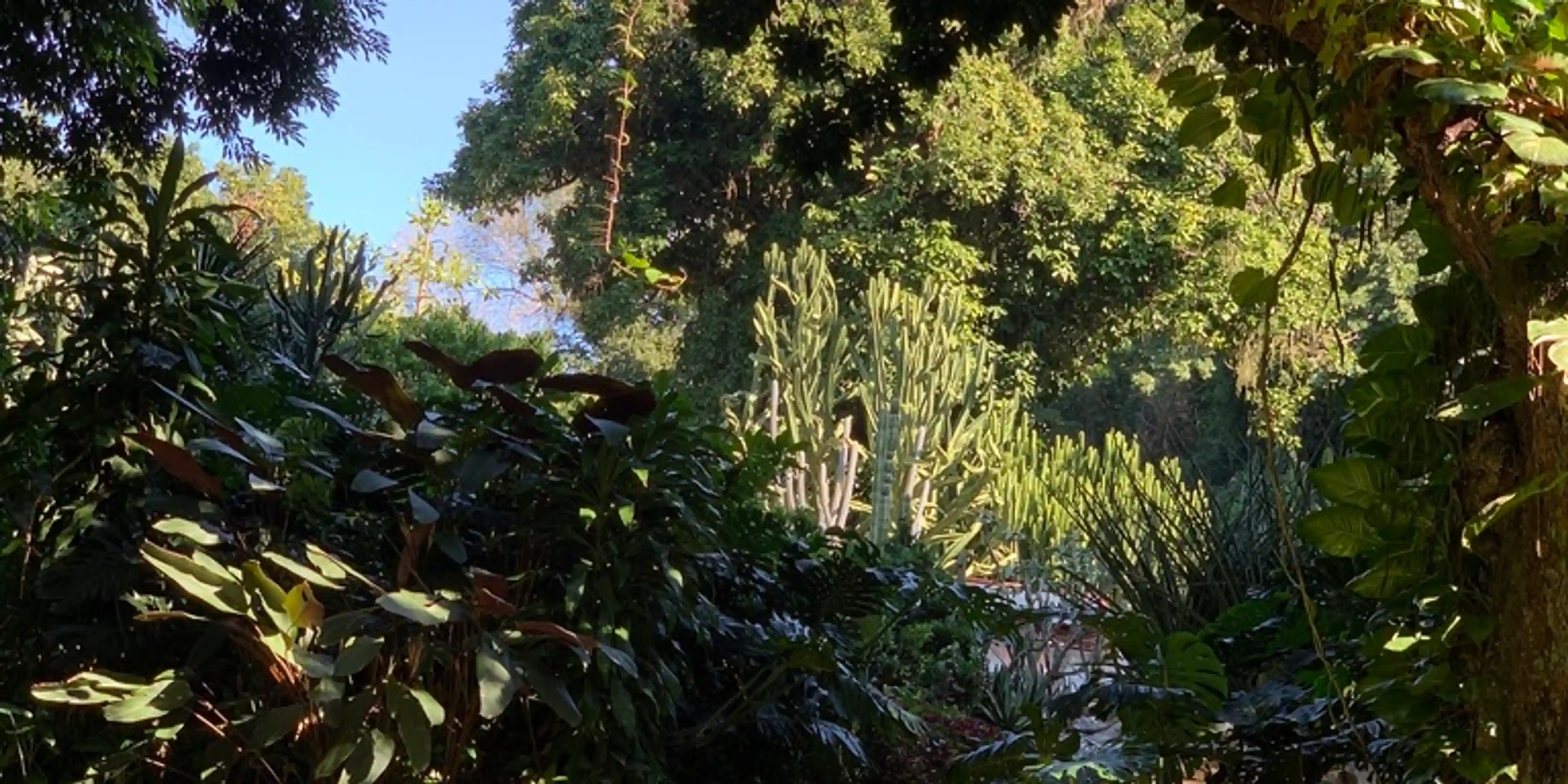 Cobblestone nature path in Jardim Botânico/Botanical Garden