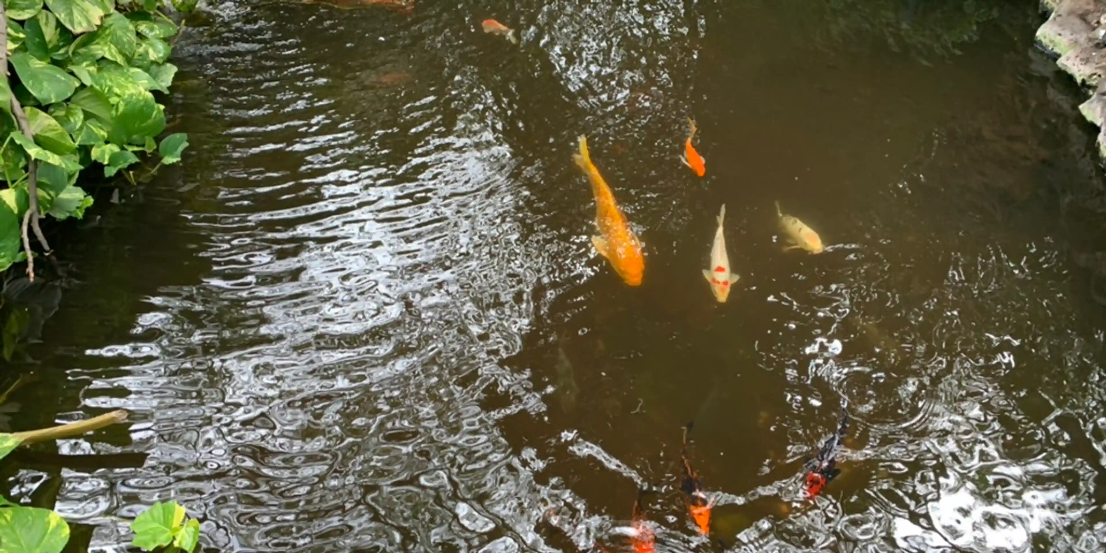 Happened upon a Koi Pond outside of a restaurant