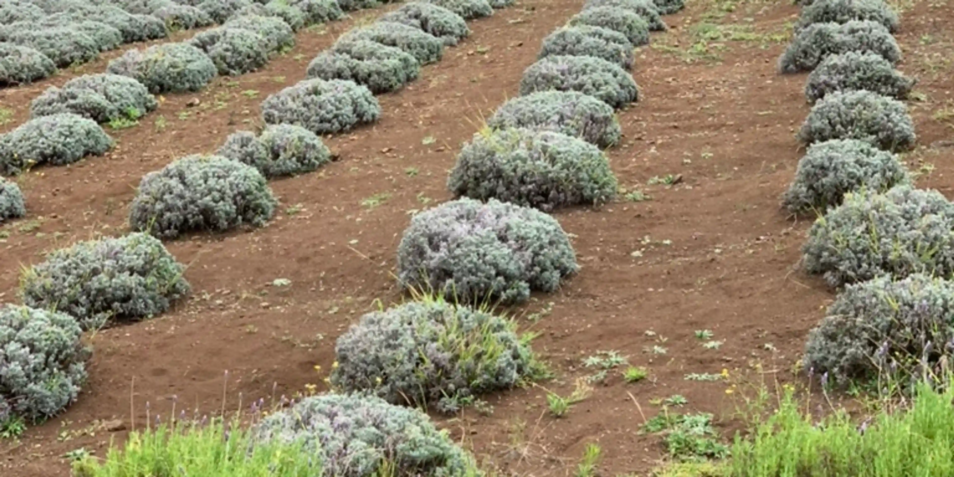 Lavender farms are pretty dope. Kula, HI
