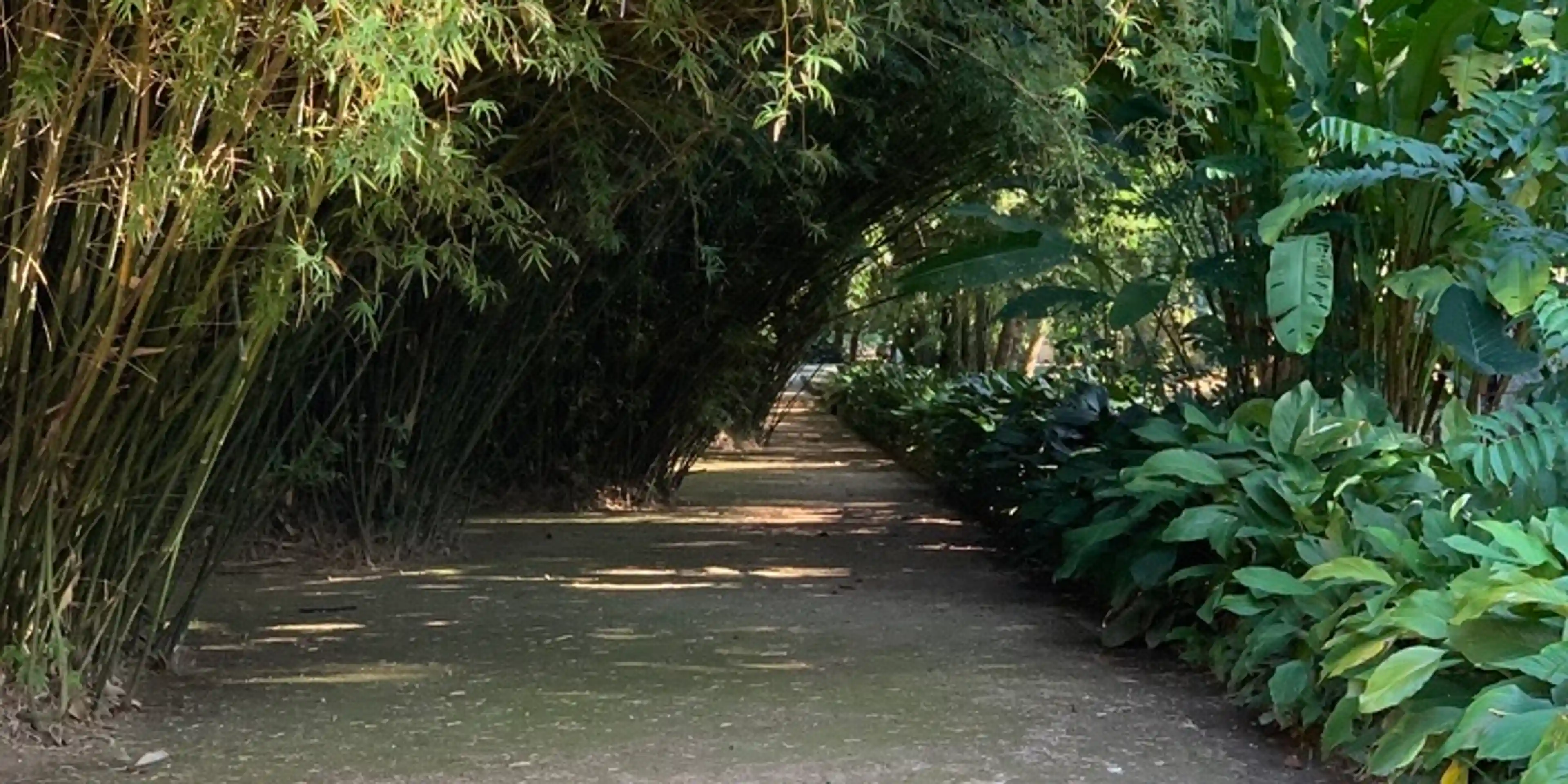 Brush-covered trail in Jardim Botanico
