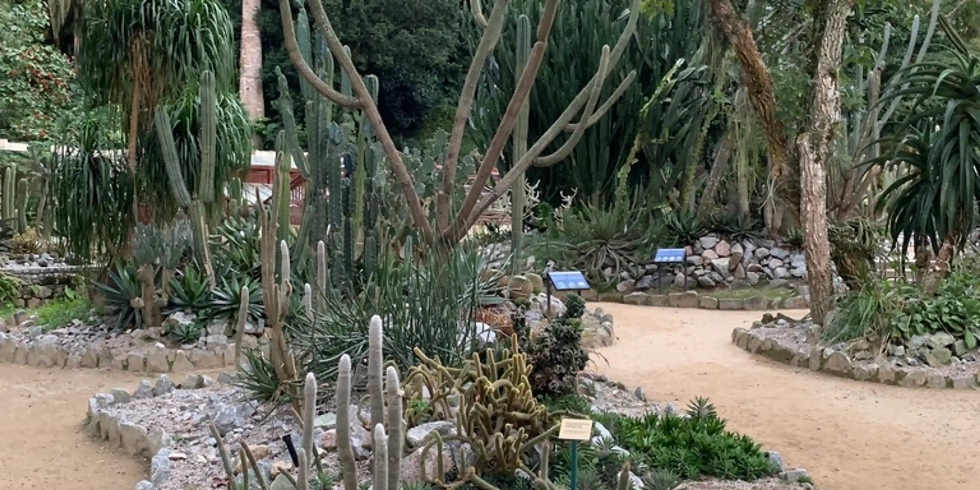 Multiple types of cactus in Jardim Botânico/Botanical Garden