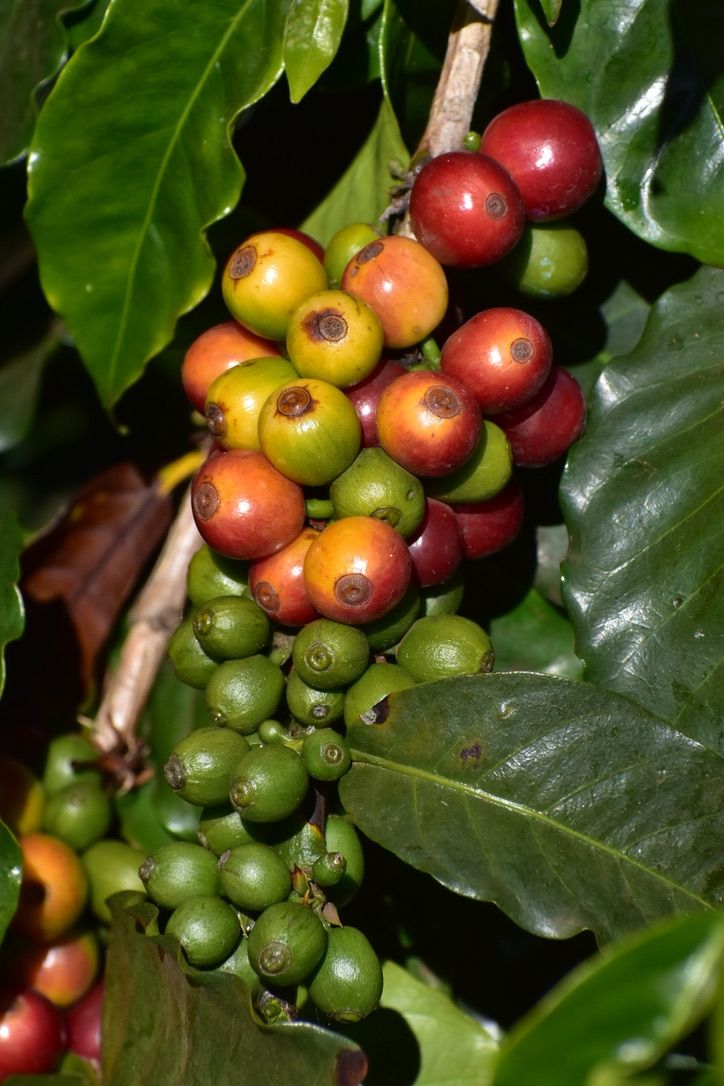 Went to a coffee farm in Kula, HI. Coffee cherries before being picked and processed. 