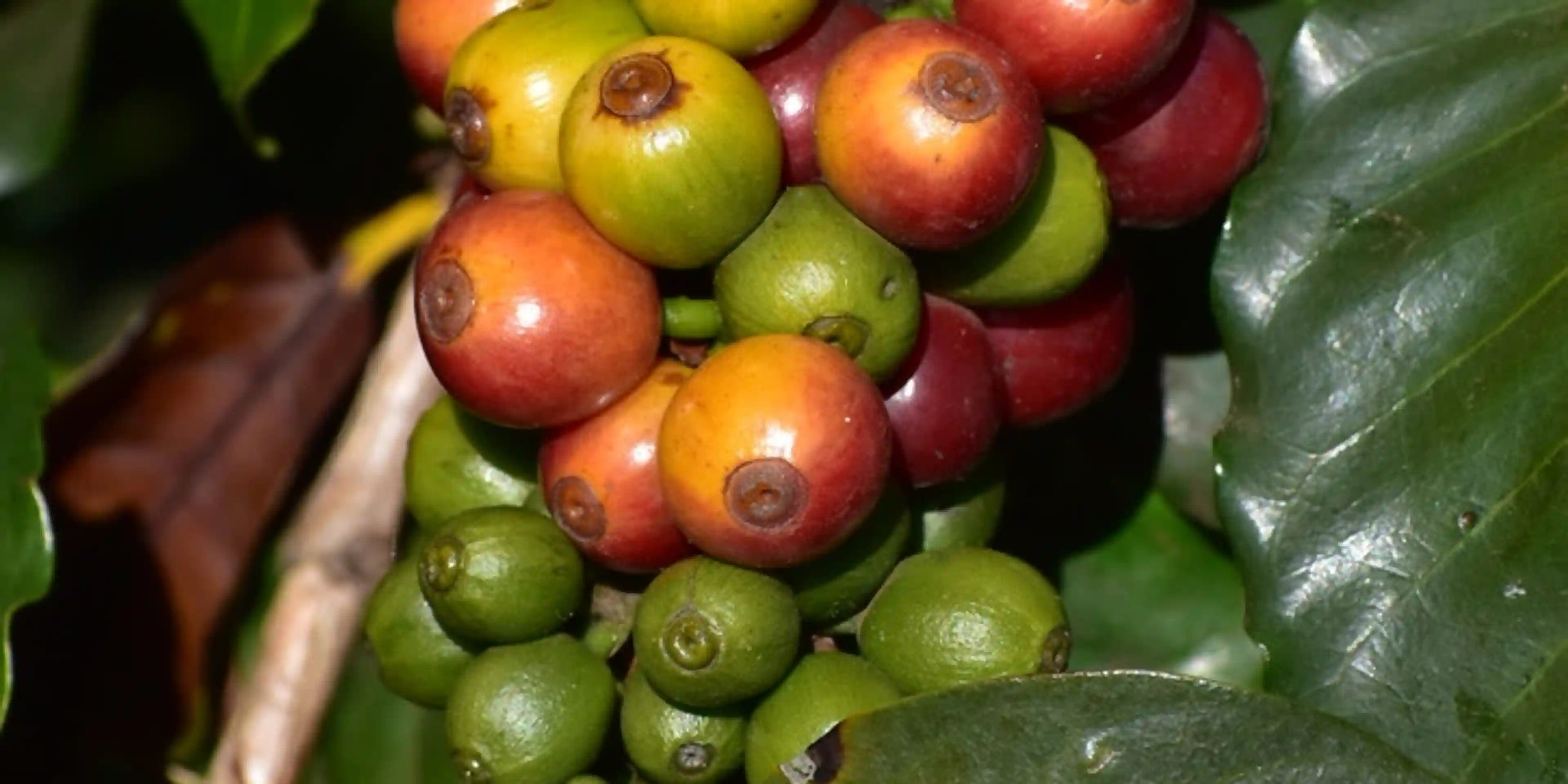 Went to a coffee farm in Kula, HI. Coffee cherries before being picked and processed.