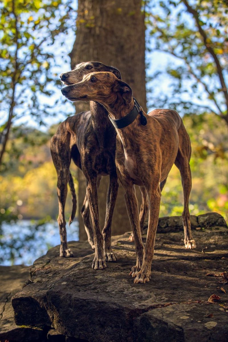 Two sleek greyhounds standing on rocks near a pond in autumn sunlight.