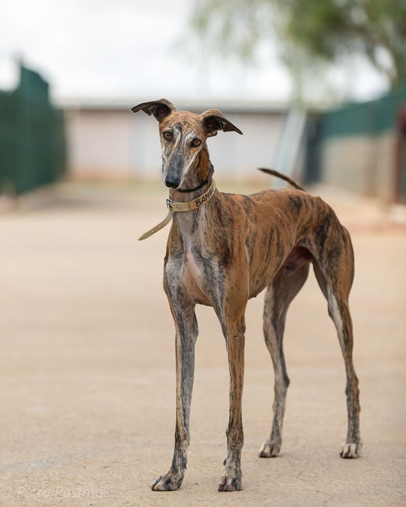 Brindle greyhound standing alert on dirt path with collar.