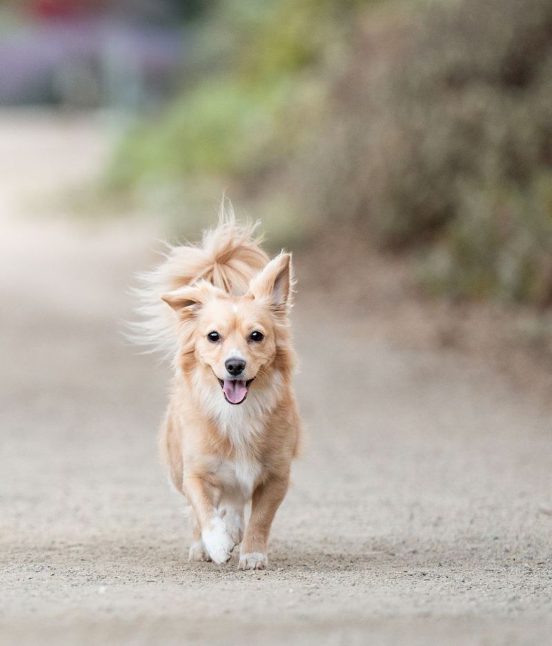 Small tan Chihuahua mix dog running on a dirt path.