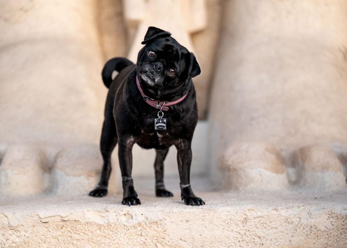 Celebrate Random Acts of Kindness Week with Your Furry Friends!