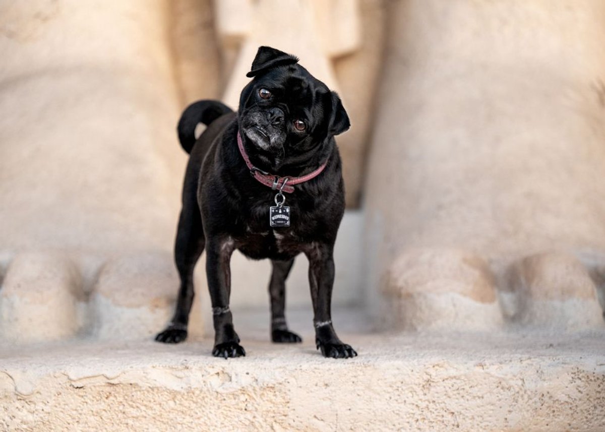 Celebrate Random Acts of Kindness Week with Your Furry Friends!