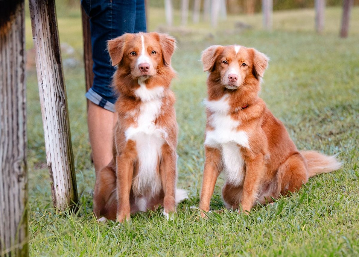 How to prepare for your pet photography session