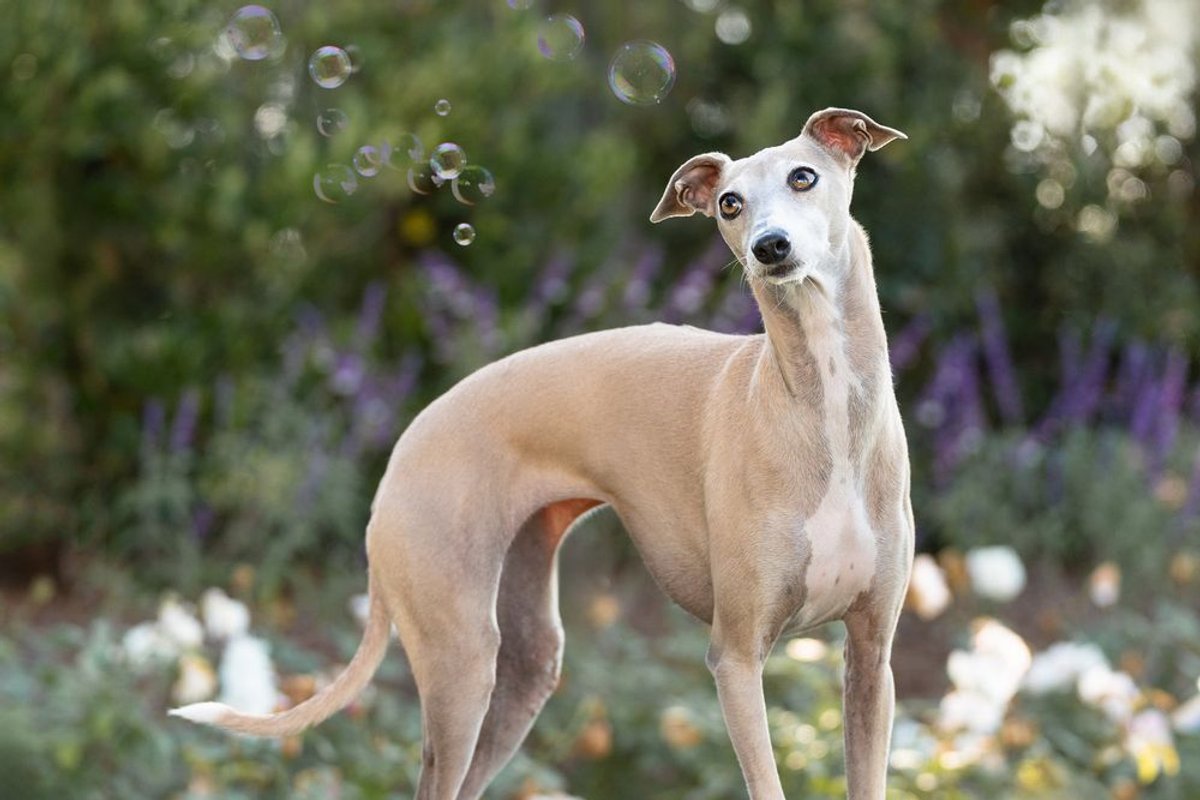 Fawn and white Italian Greyhound standing gracefully in a garden with purple flowers in the background.