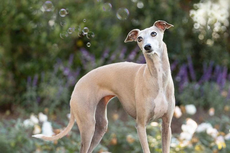 Multiple tan whippet dogs standing gracefully in a garden with purple flowers in the background.