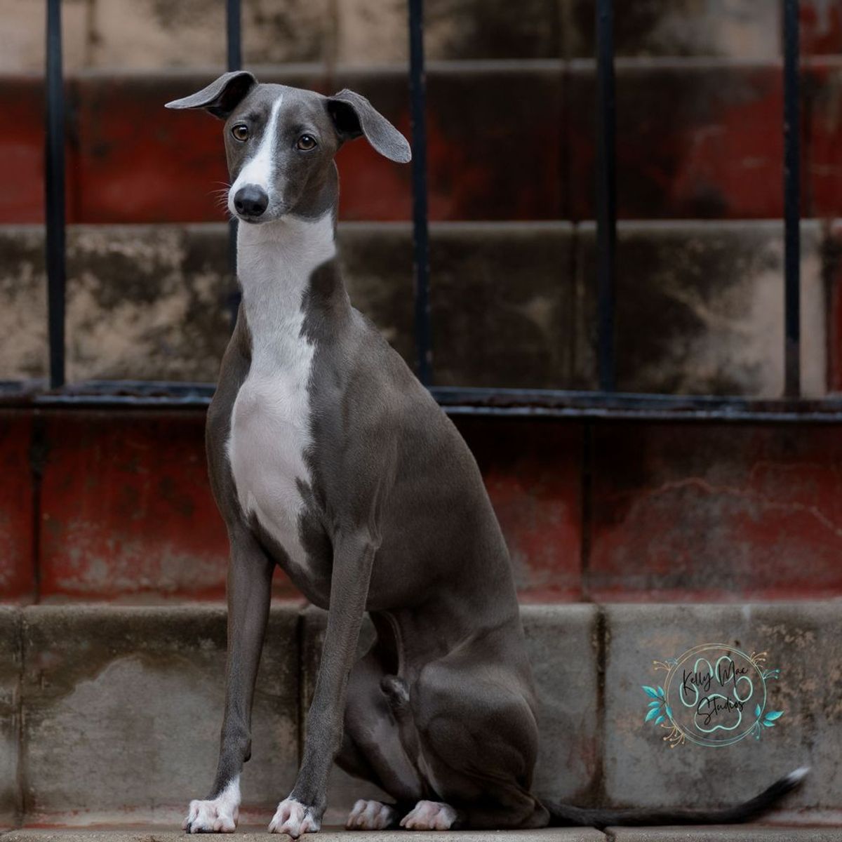 Grey and white Italian Greyhound sitting elegantly against a rustic red wall.