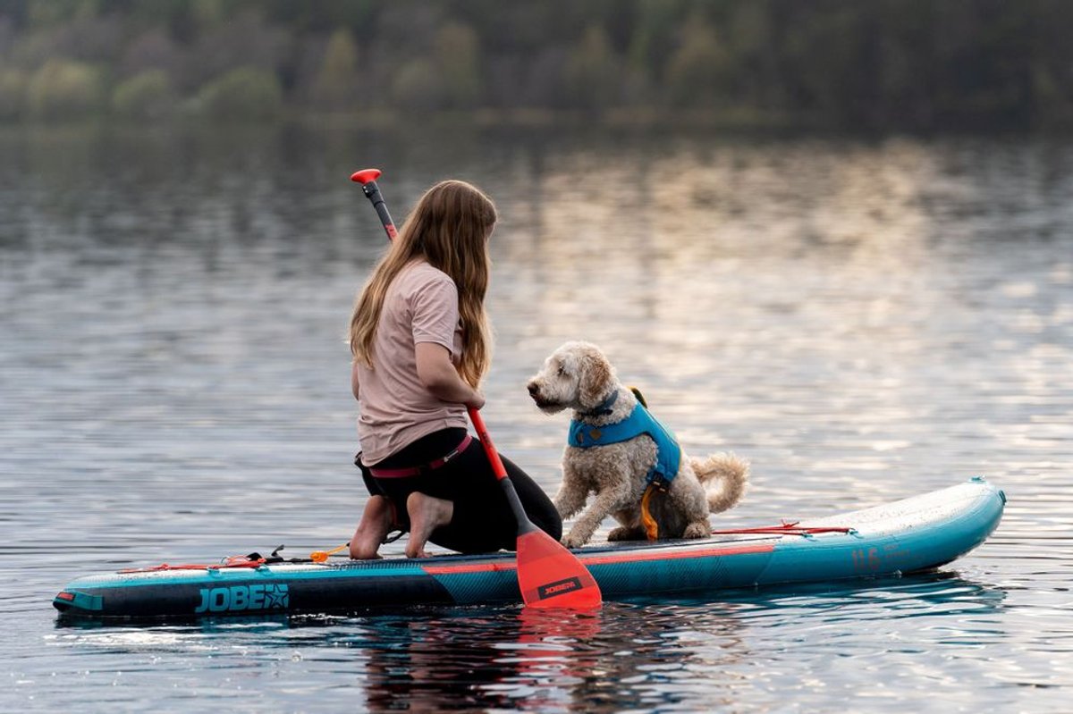 Strengthening Bonds: How Your Relationship with Your Dog Enhances Every Connection in Your Life
