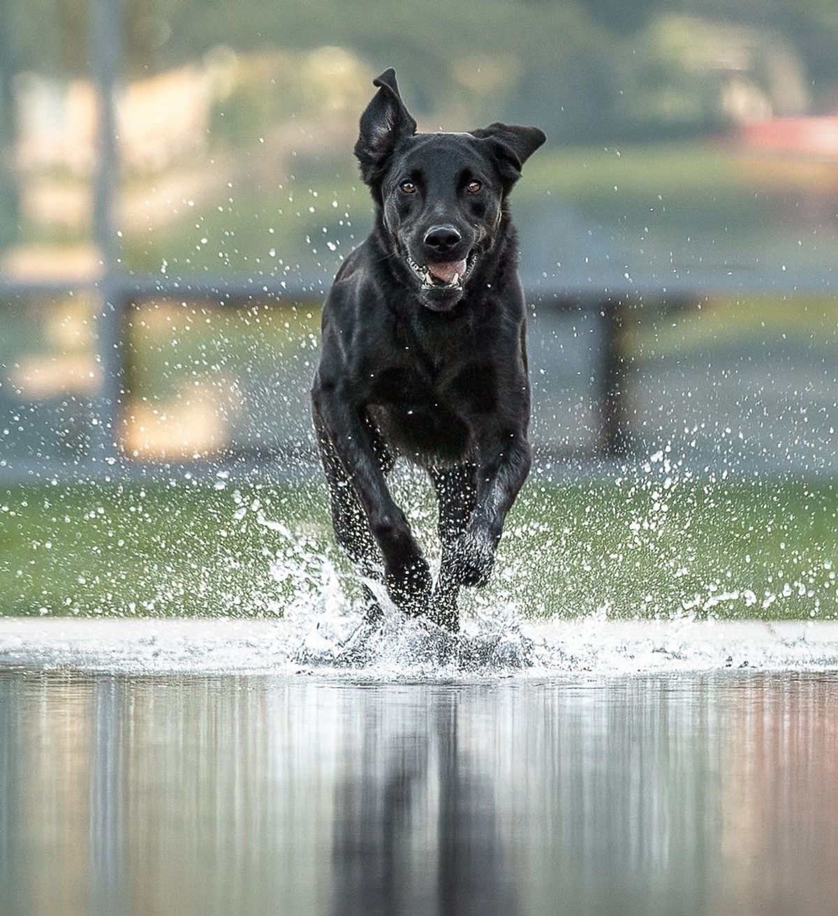 🌞 Dog Days of Summer: Fun, Safe Activities for Your Pup in the Inland Empire