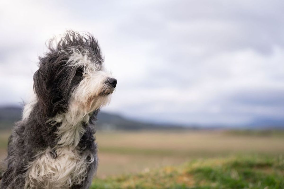 Dogscapes: The Scenic Backdrops That Let Your Pet Be the Main Character